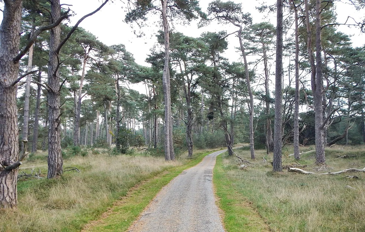 Hoge Veluwe National Park Guide: Cycling, Wildlife, Landscapes and Museum Planning